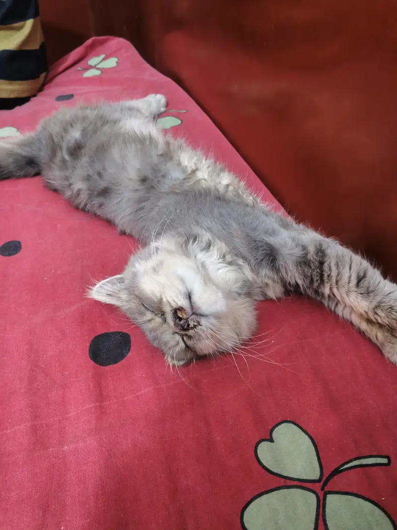Persian Cat Punch Face Pair — photo 5
