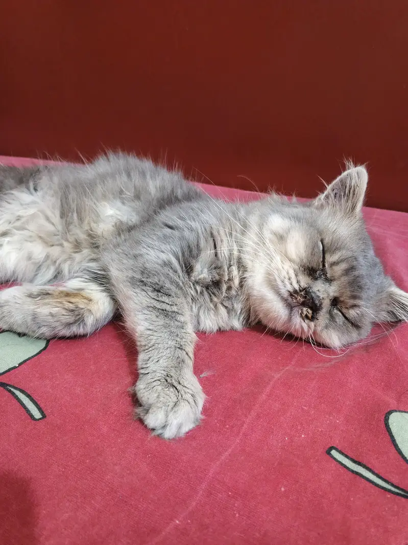 Persian Cat Punch Face Pair — photo 6