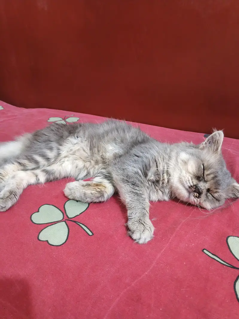 Persian Cat Punch Face Pair — photo 7