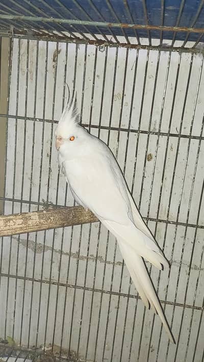 Eno red ayes cockatiels breeder pair
