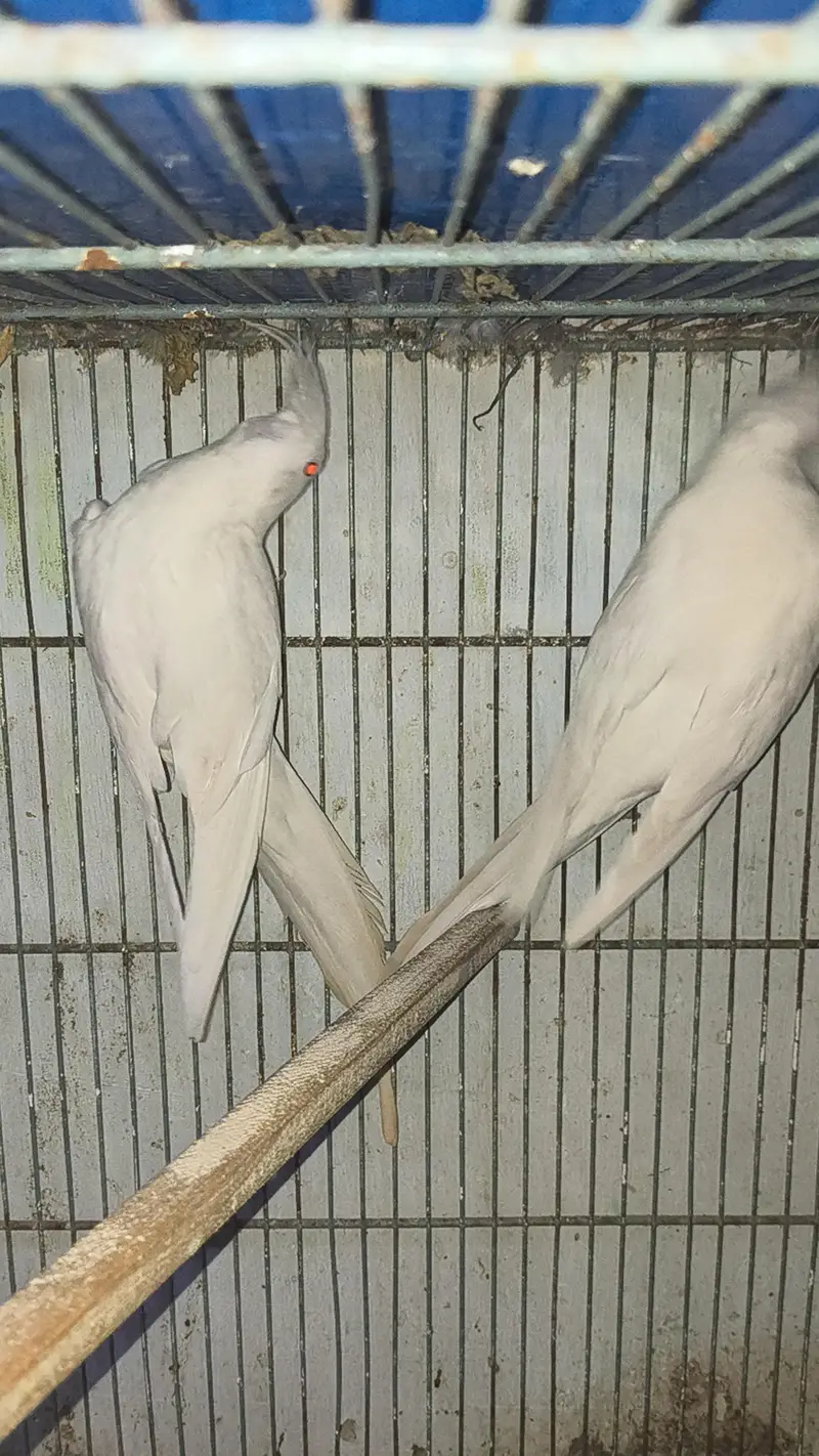 Eno red ayes cockatiels breeder pair — photo 2