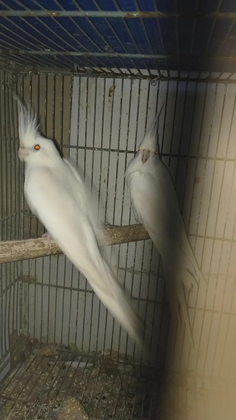 Eno red ayes cockatiels breeder pair — photo 3