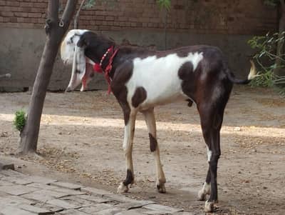 rajanpuri ablak bacha