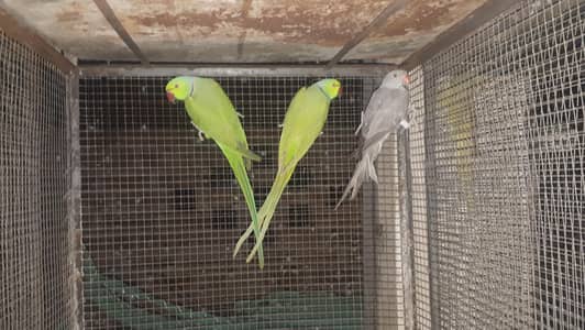 parot
