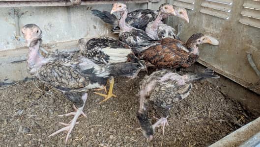 7 Aseel  – 6 Months Old | For Sale | Hens