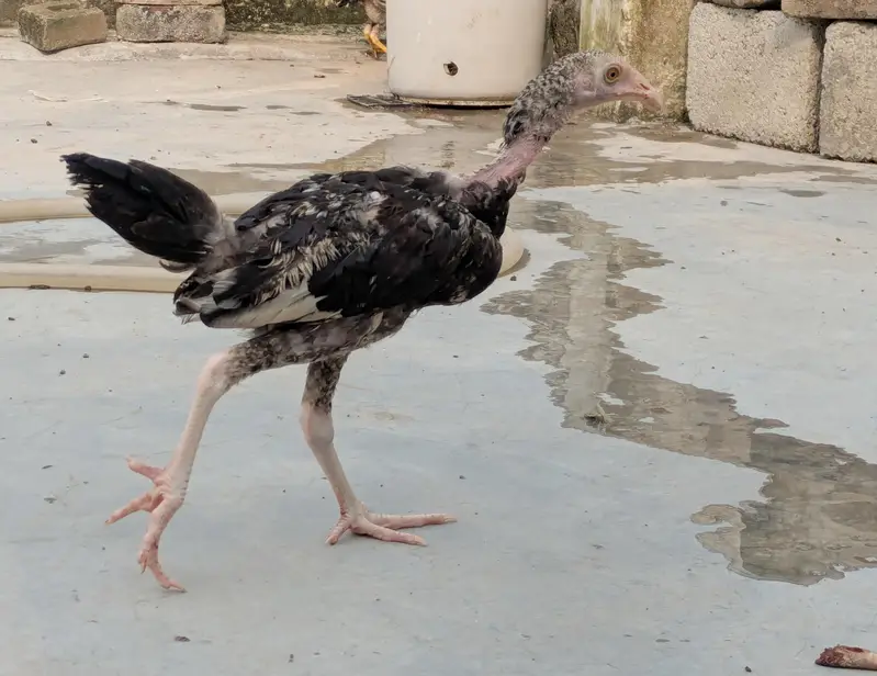 7 Aseel  – 6 Months Old | For Sale | Hens — photo 2