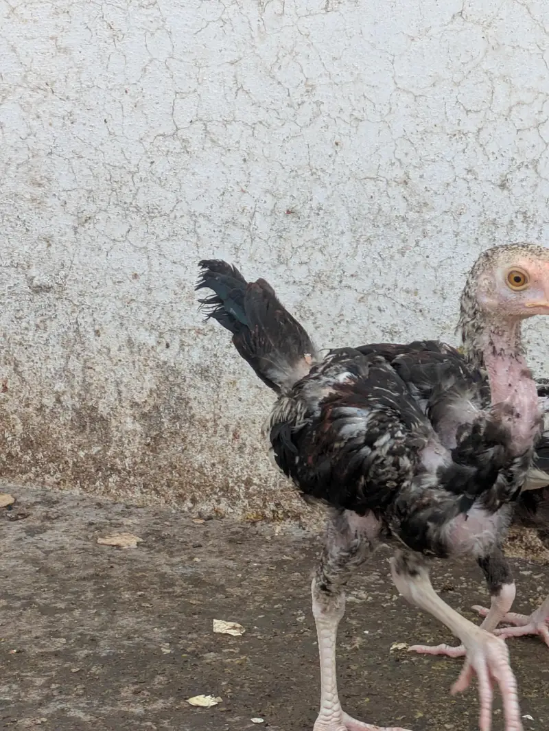7 Aseel  – 6 Months Old | For Sale | Hens — photo 3