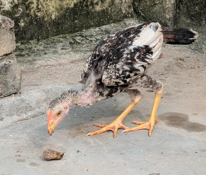 7 Aseel  – 6 Months Old | For Sale | Hens — photo 4