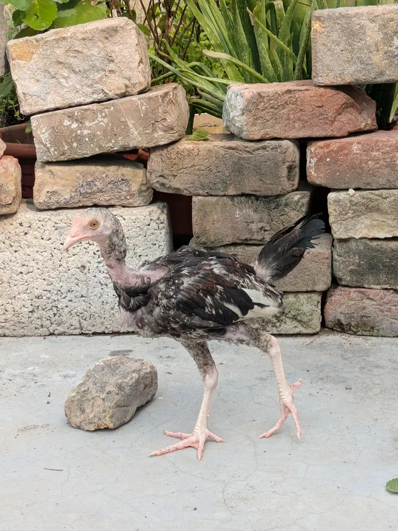 7 Aseel  – 6 Months Old | For Sale | Hens — photo 5
