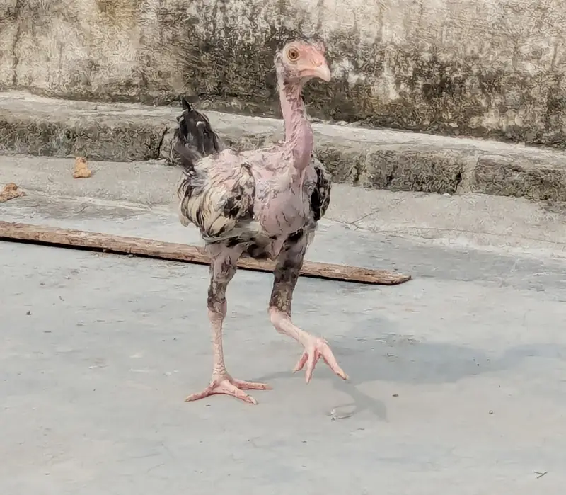 7 Aseel  – 6 Months Old | For Sale | Hens — photo 6
