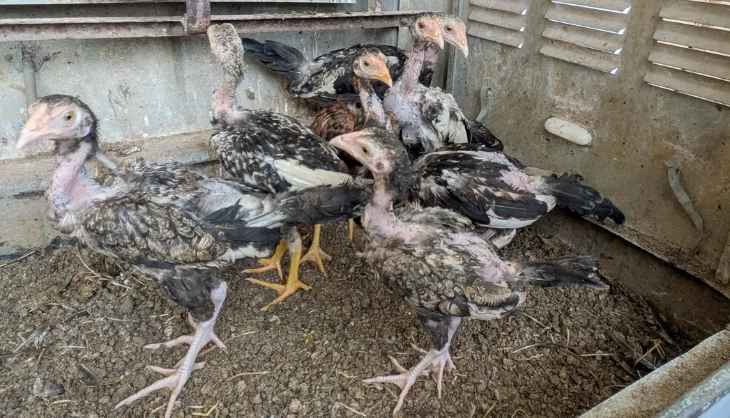 7 Aseel  – 6 Months Old | For Sale | Hens — photo 7