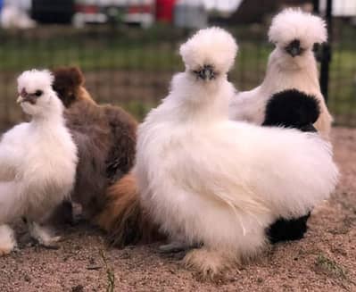 white silkie