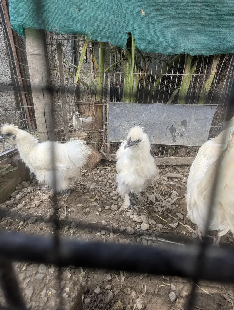 white silkie — photo 2