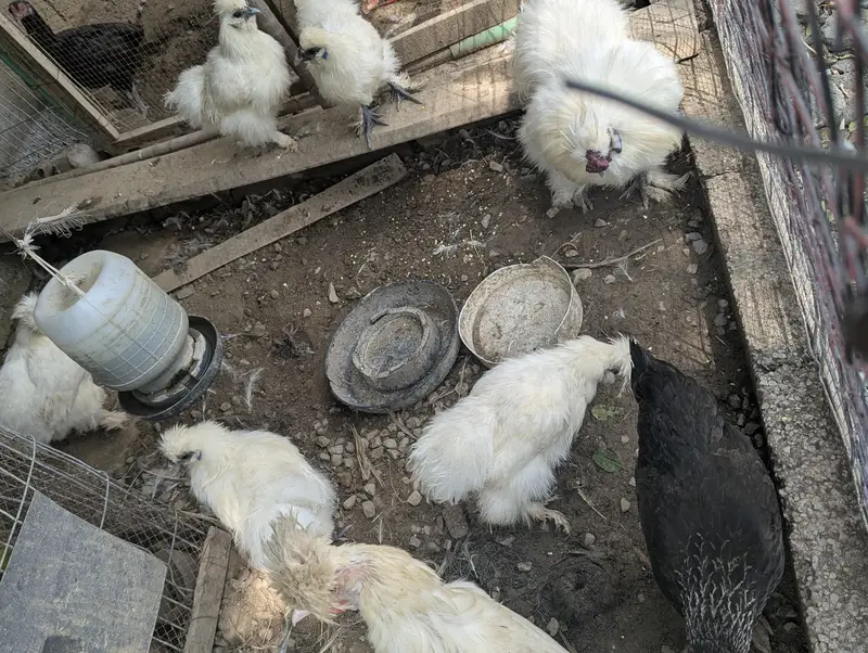 white silkie — photo 3