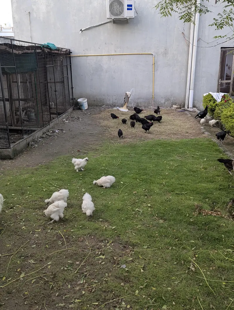white silkie — photo 4