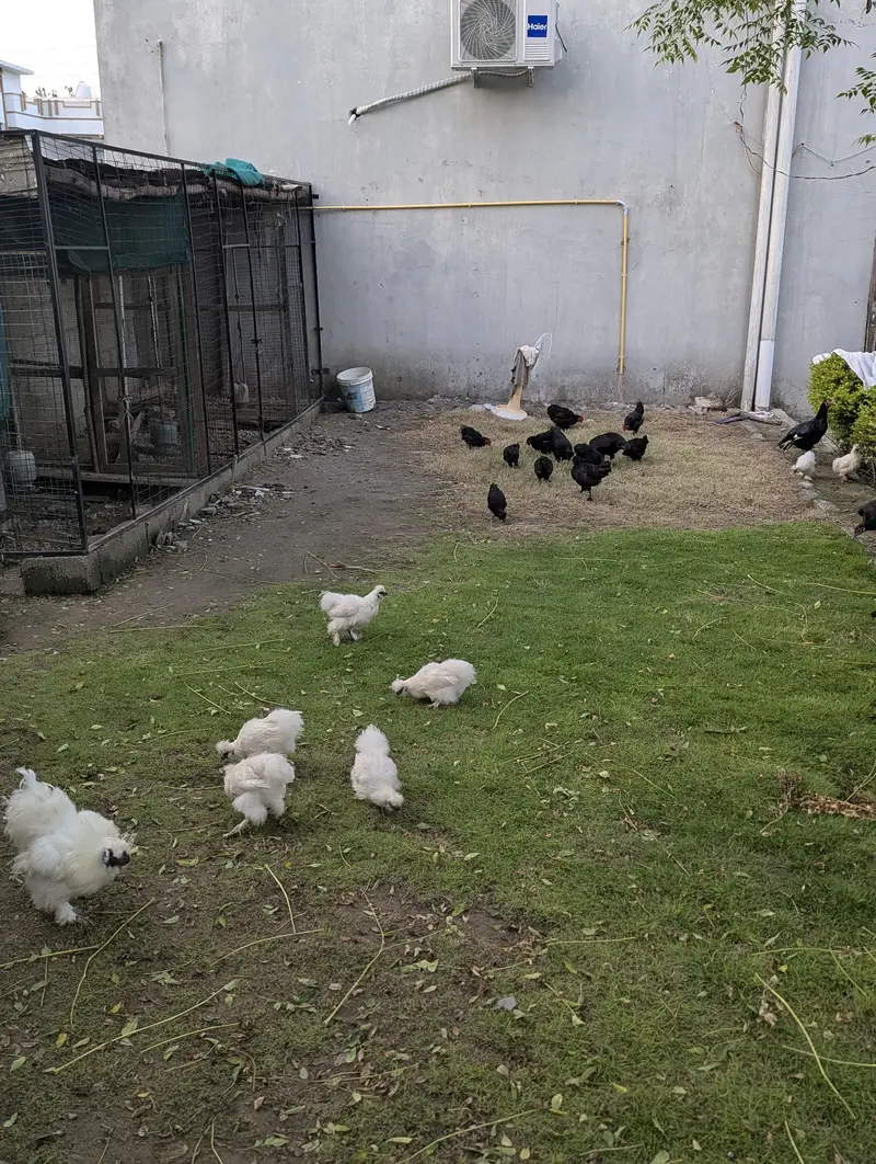 white silkie — photo 5