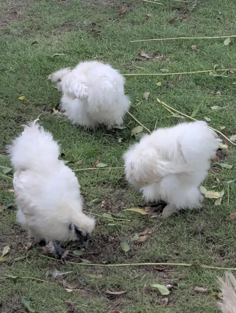 white silkie — photo 6