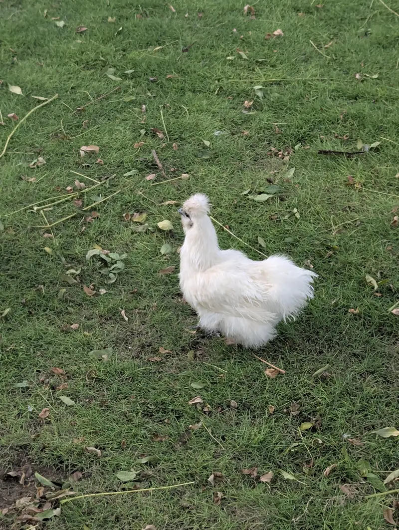 white silkie — photo 7