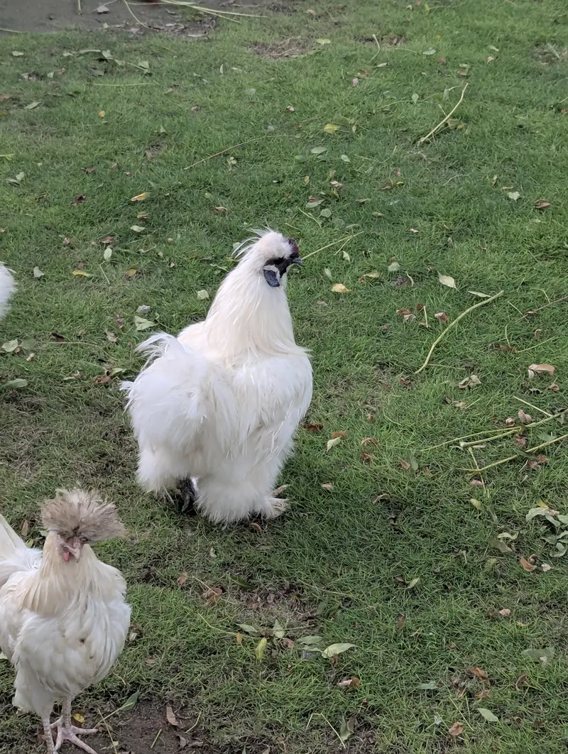 white silkie — photo 8