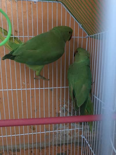 My parrot