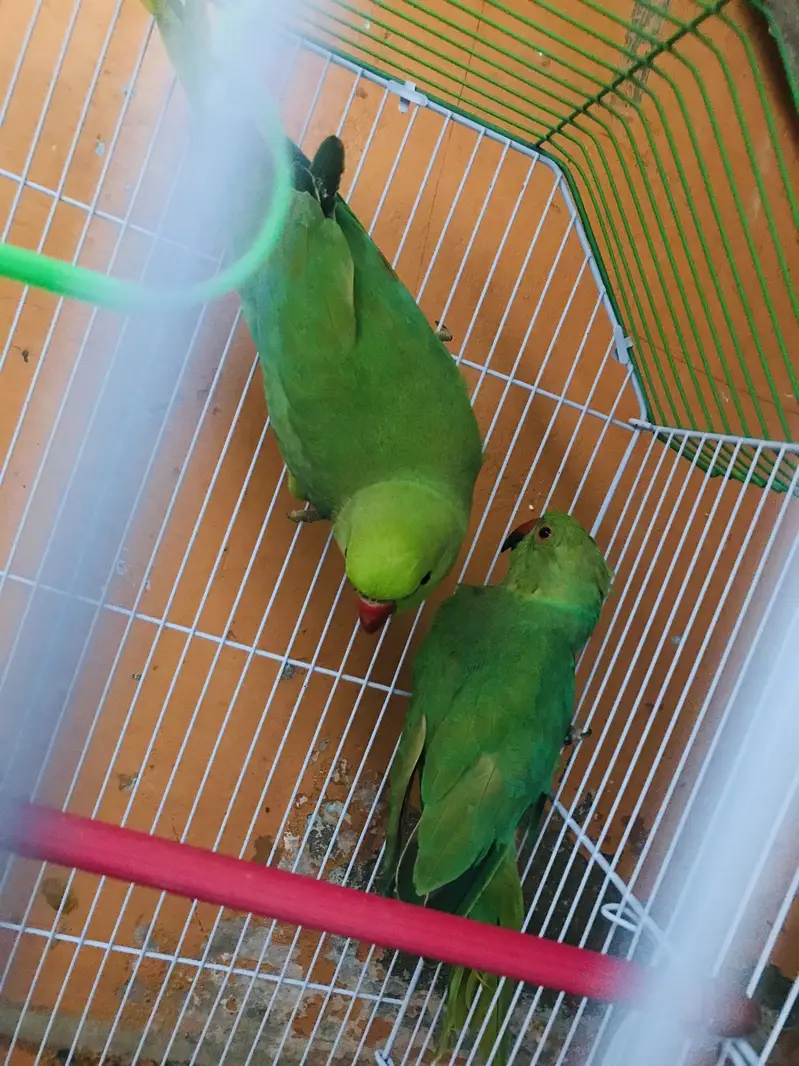 My parrot — photo 2