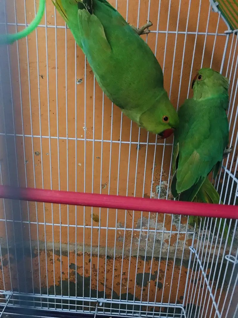 My parrot — photo 3