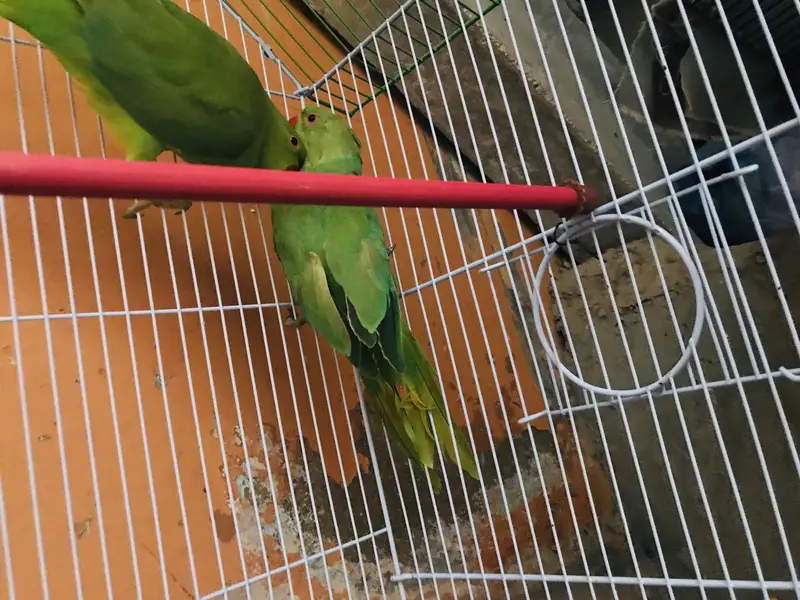 My parrot — photo 4