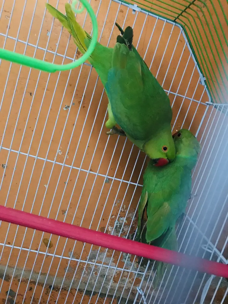 My parrot — photo 5