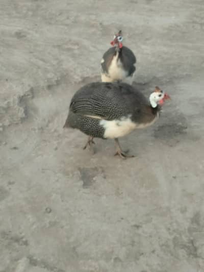 Guinea Fowl