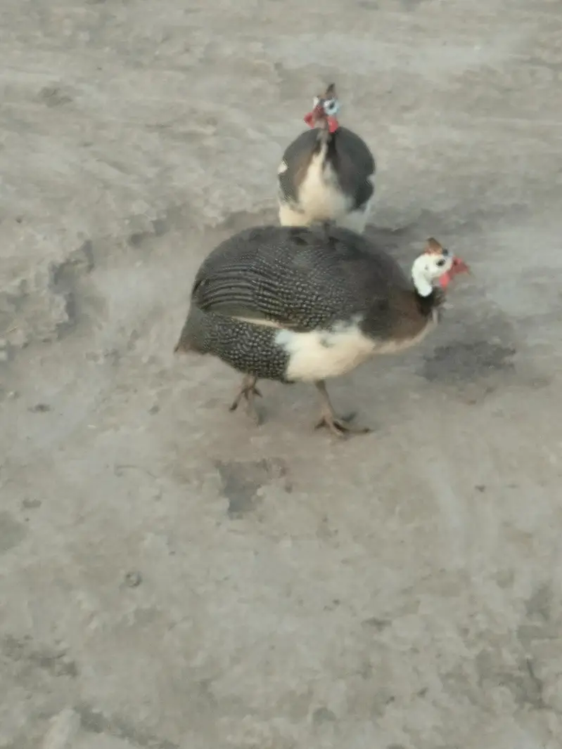 Guinea Fowl