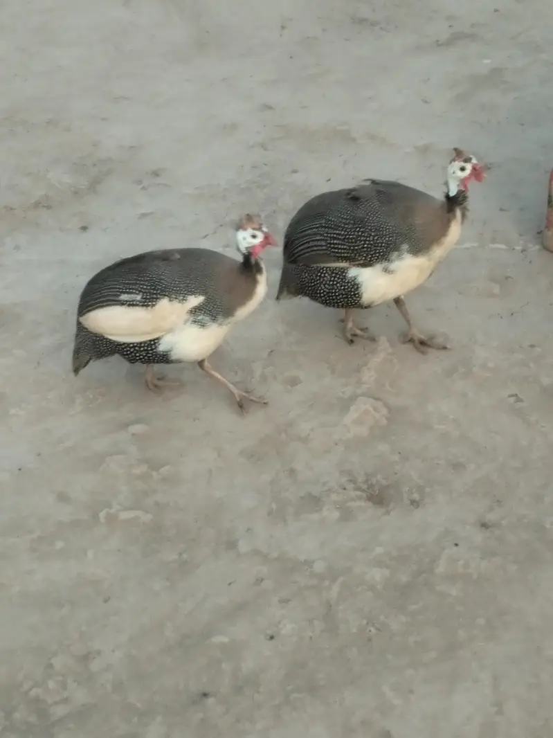 Guinea Fowl — photo 2