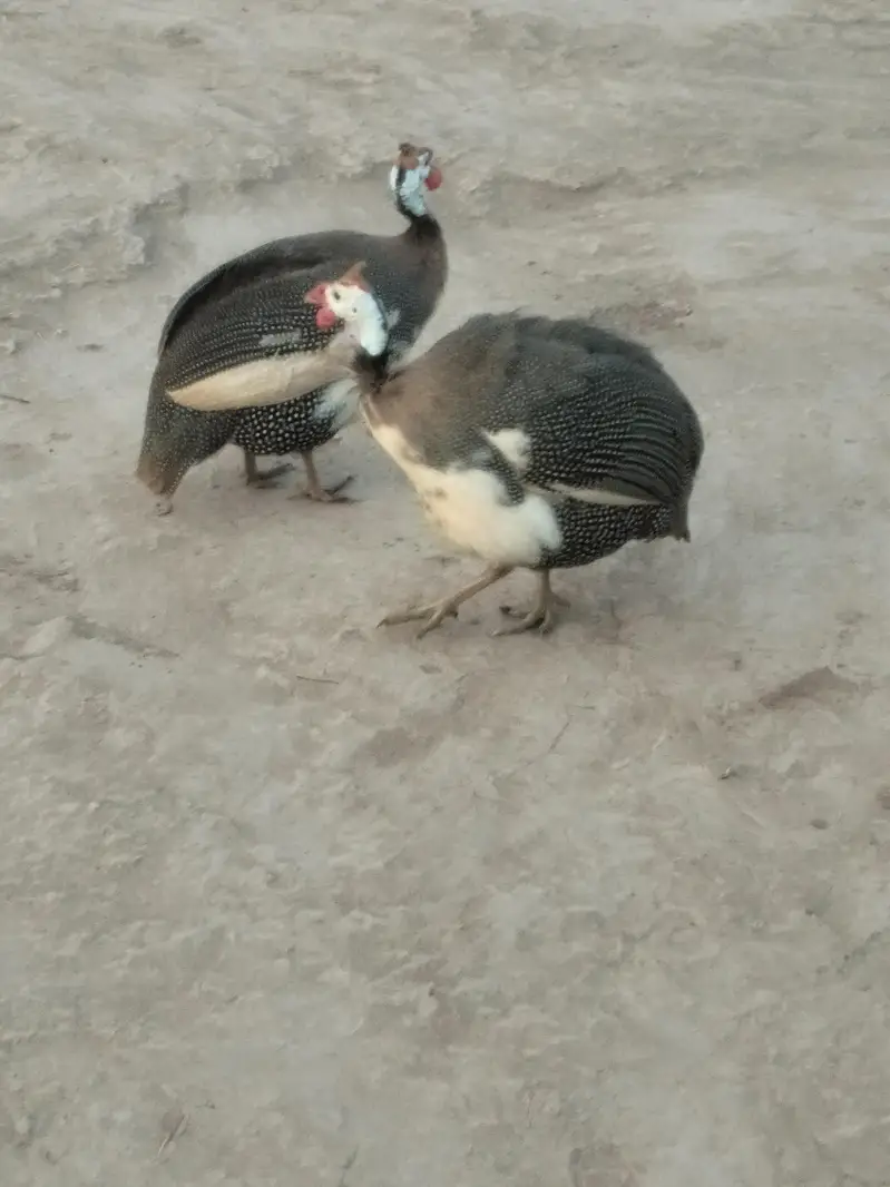 Guinea Fowl — photo 3
