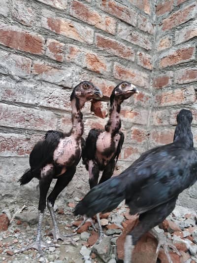 quality Birds need money