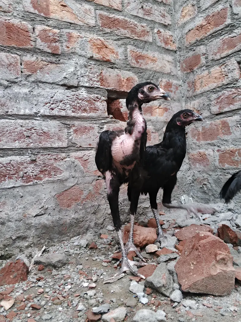 quality Birds need money — photo 2