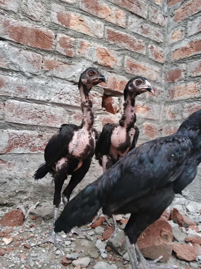 quality Birds need money — photo 3