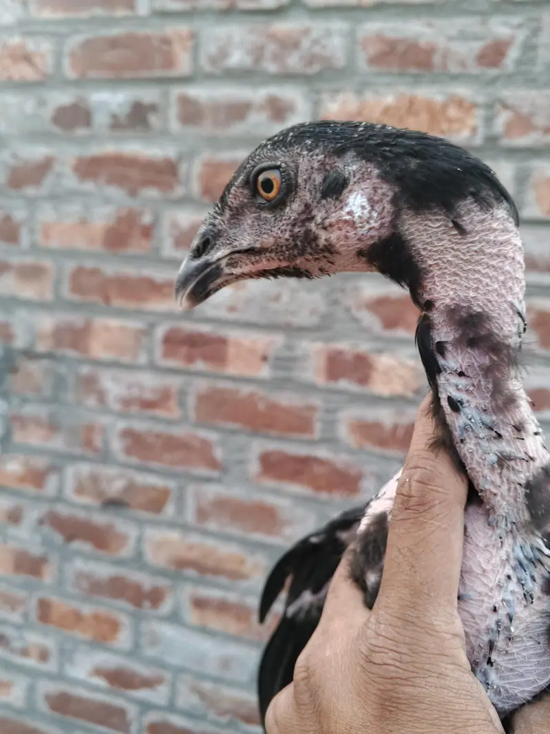 quality Birds need money — photo 4