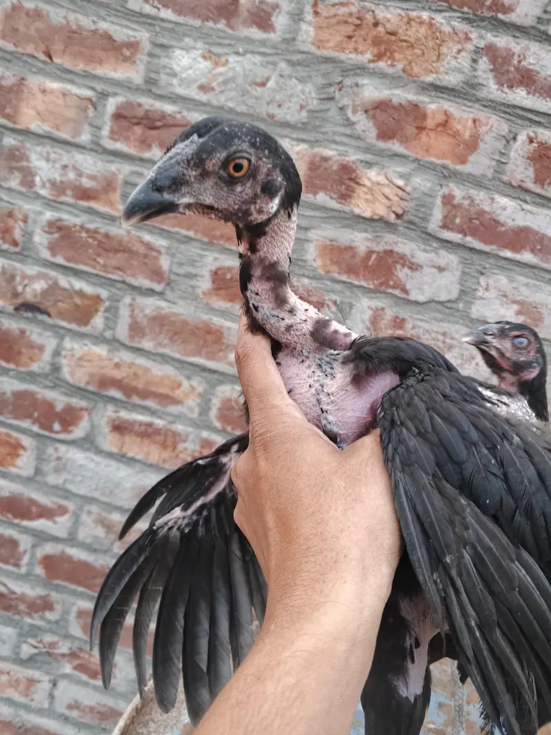 quality Birds need money — photo 5