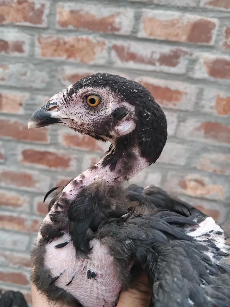 quality Birds need money — photo 6