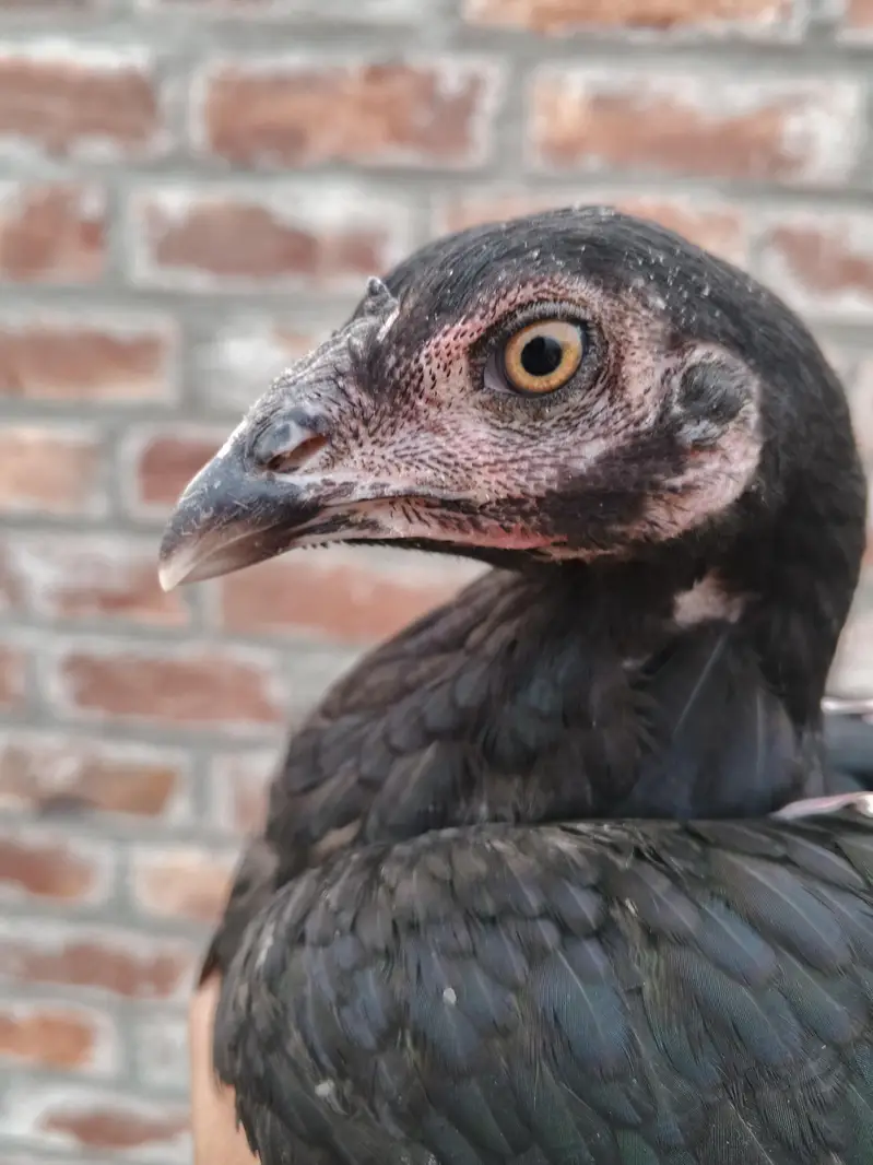 quality Birds need money — photo 7