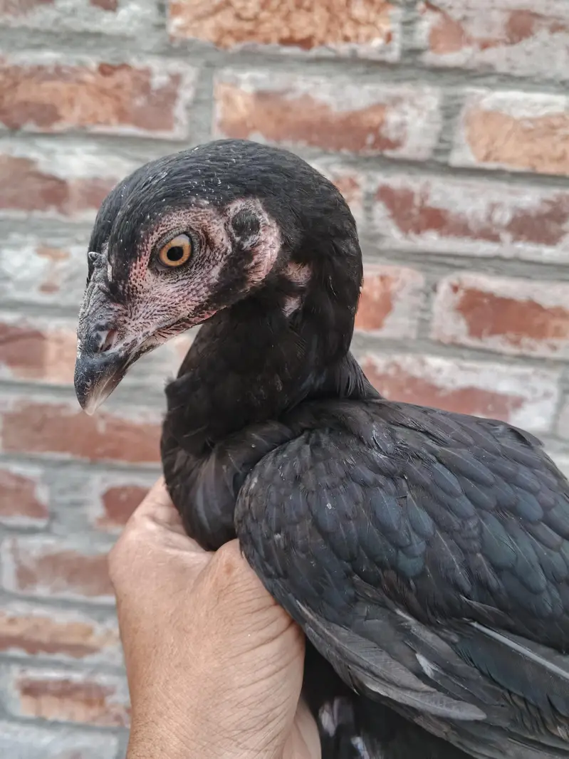 quality Birds need money — photo 8