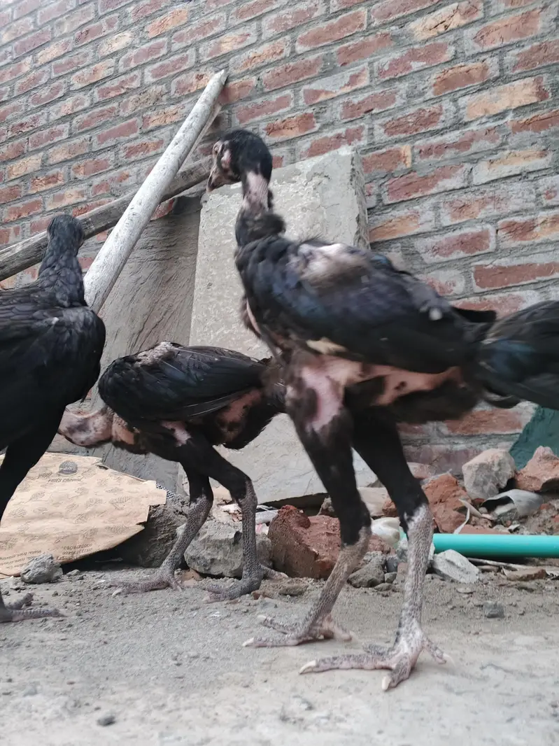 quality Birds need money — photo 9