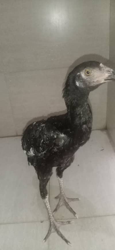 aseel black pair 03082568896 whtsup num
