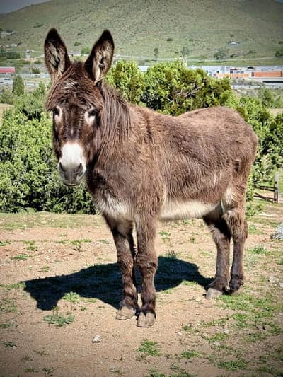 Donkey گدھا Gada gadha Khottaa