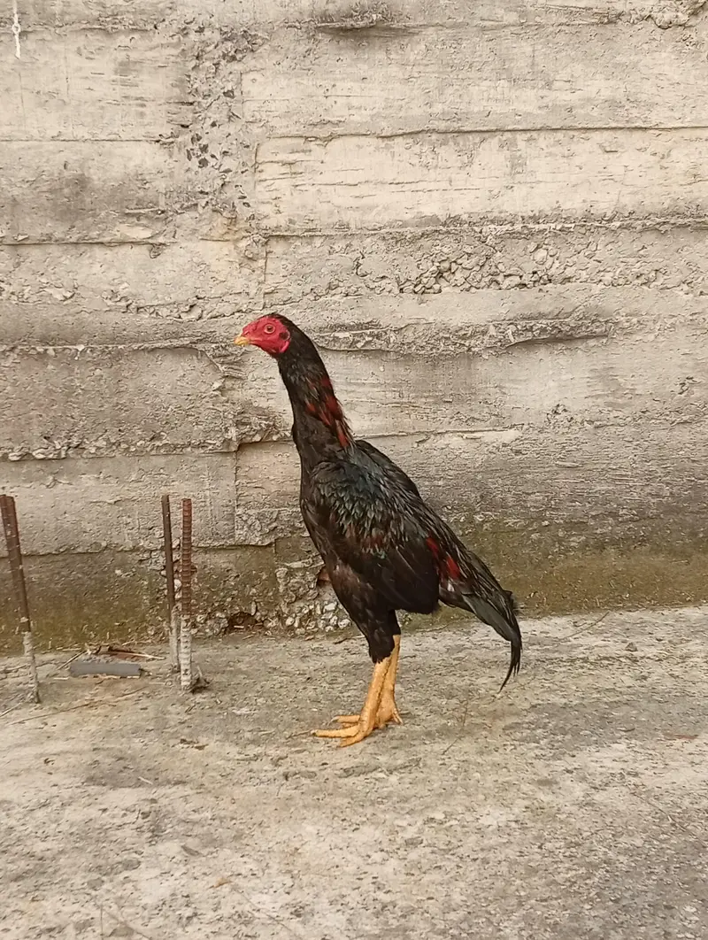 sindhi — photo 3