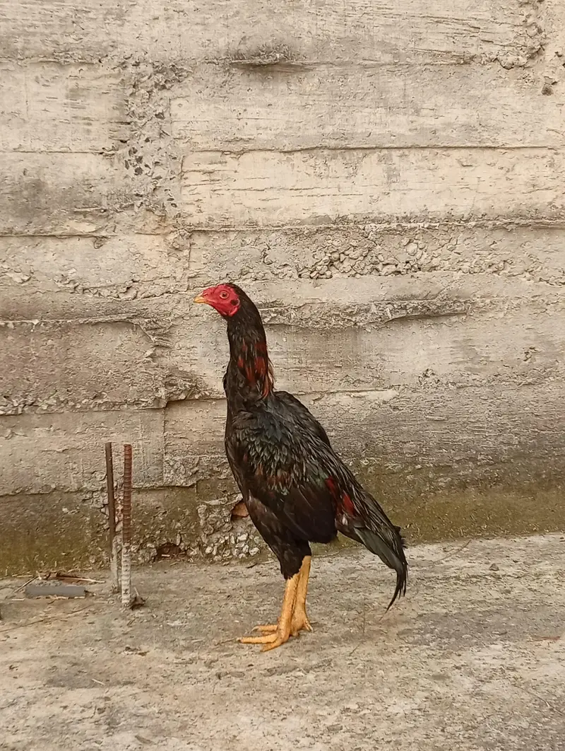 sindhi — photo 4