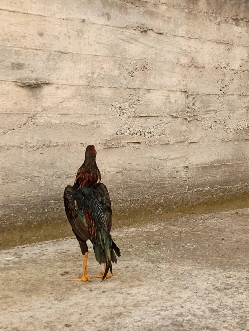 sindhi — photo 5