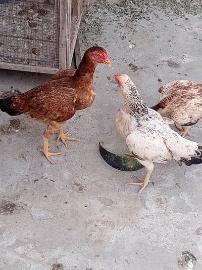 Aseel Hens for Sale