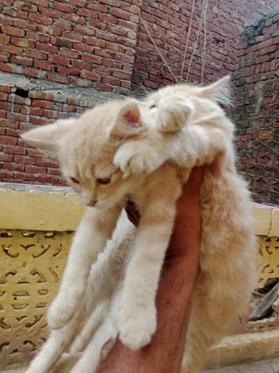 03016267680bacche Hain do Billi Hain location narang mandi hai