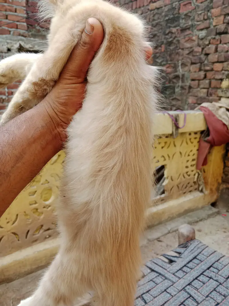 03016267680bacche Hain do Billi Hain location narang mandi hai — photo 2