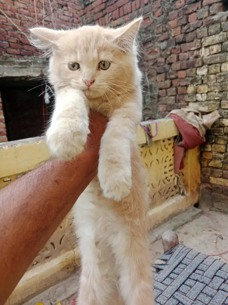 03016267680bacche Hain do Billi Hain location narang mandi hai — photo 4